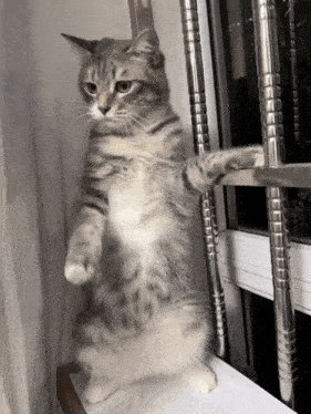 Просто для веселья и хорошего настроения. Котик.