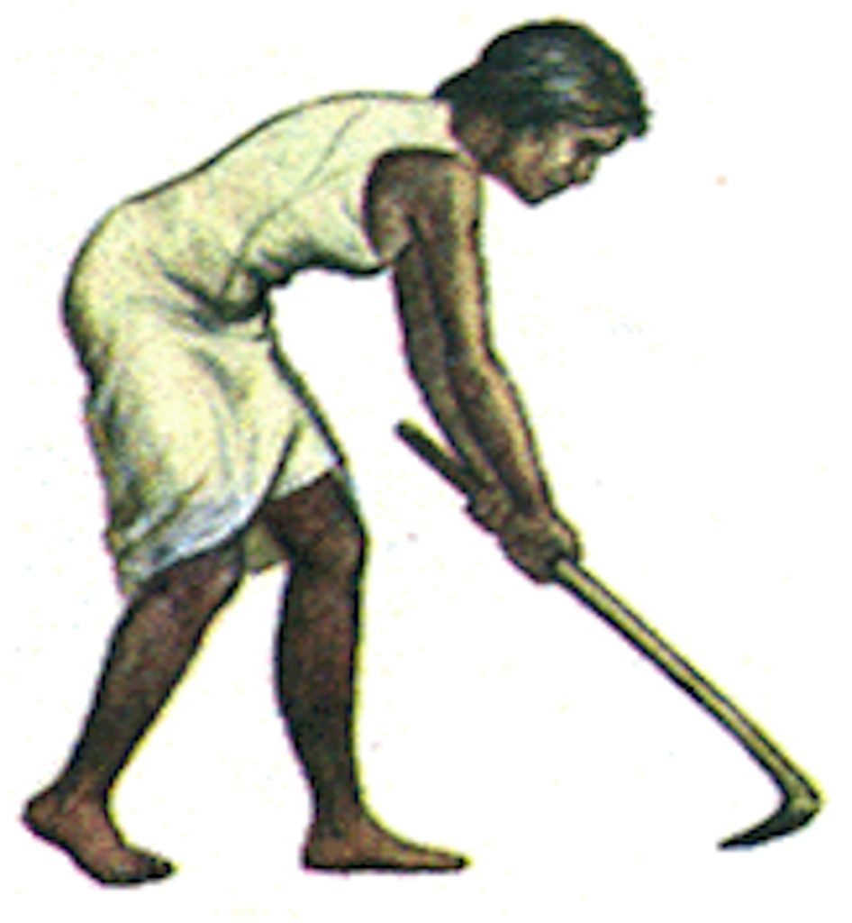 Почему вовсе не человек изобрел земледелие и скотоводство?